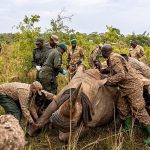 The Revival of Kidepo’s Giants: Uganda’s Bold Return of the Rhinos