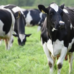 OPM Clarifies Procedures for Cattle Restocking Programme