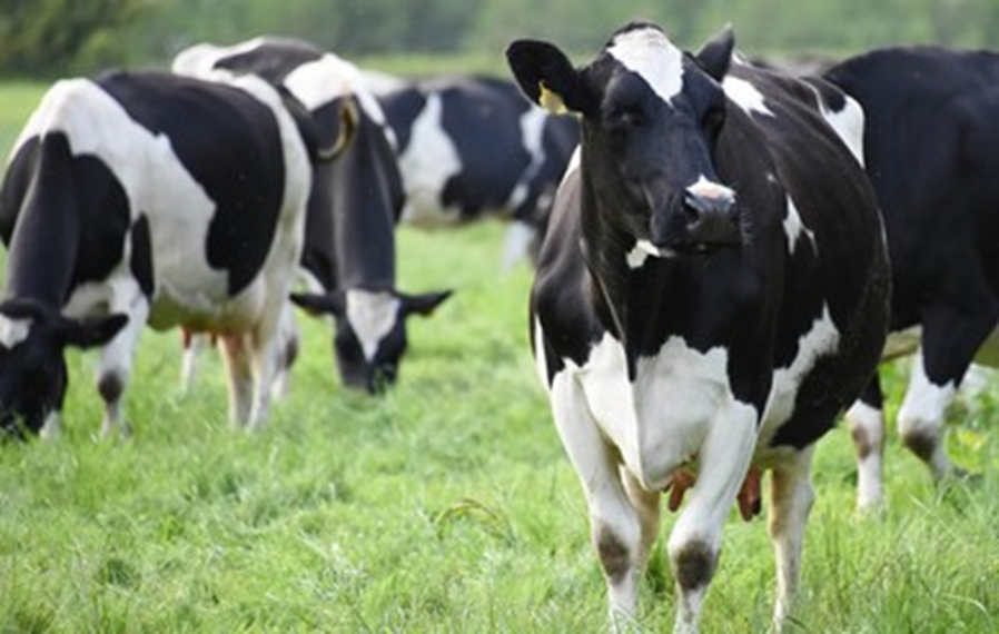 OPM Clarifies Procedures for Cattle Restocking Programme