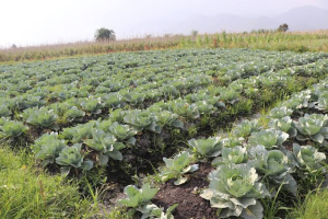 The Climate Clock Is Ticking: Uganda’s Line in the Sand