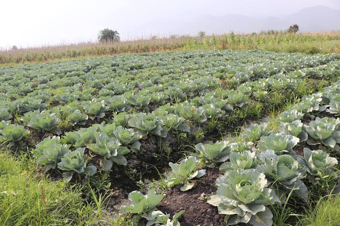 The Climate Clock Is Ticking: Uganda’s Line in the Sand