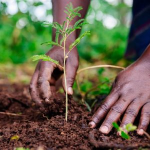 Forest Conservation and Climate Action in Uganda