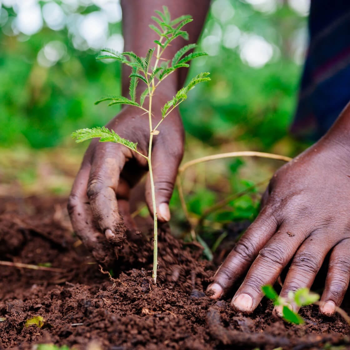 Forest Conservation and Climate Action in Uganda