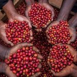 Coffee Earnings Fall to $204m as Robusta Prices Drop 14.5%