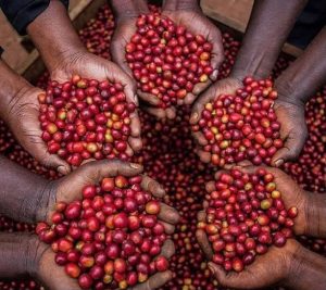 Coffee Earnings Fall to $204m as Robusta Prices Drop 14.5%